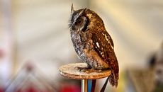 Choliba-Kreischeule (04).jpg